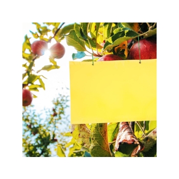 Tablice lepowe żółte A4 na nasionnicę trześniówkę