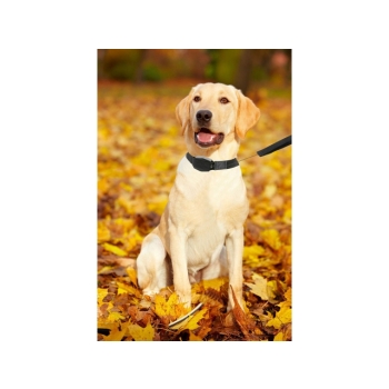 Lucky Leash obroża z wbudowaną automatyczną smyczą